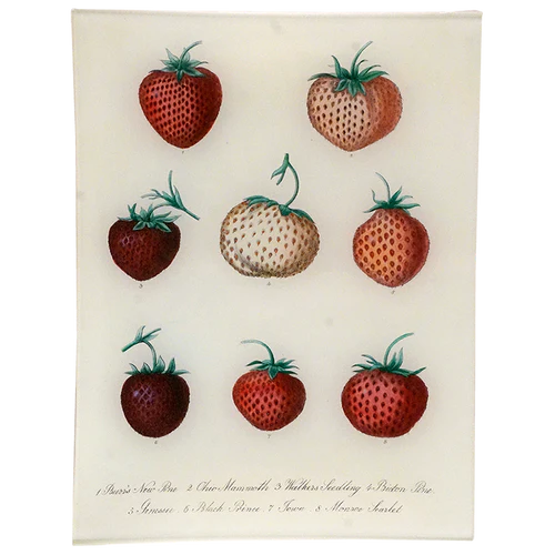 Strawberry Chart 8" x 10.5" Rectangle Tray