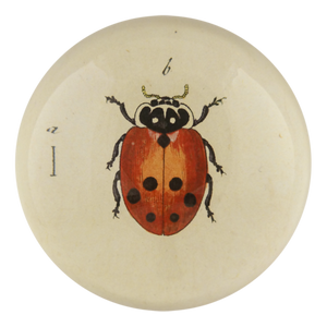 Spotty Baby ladybug Dome Paperweight